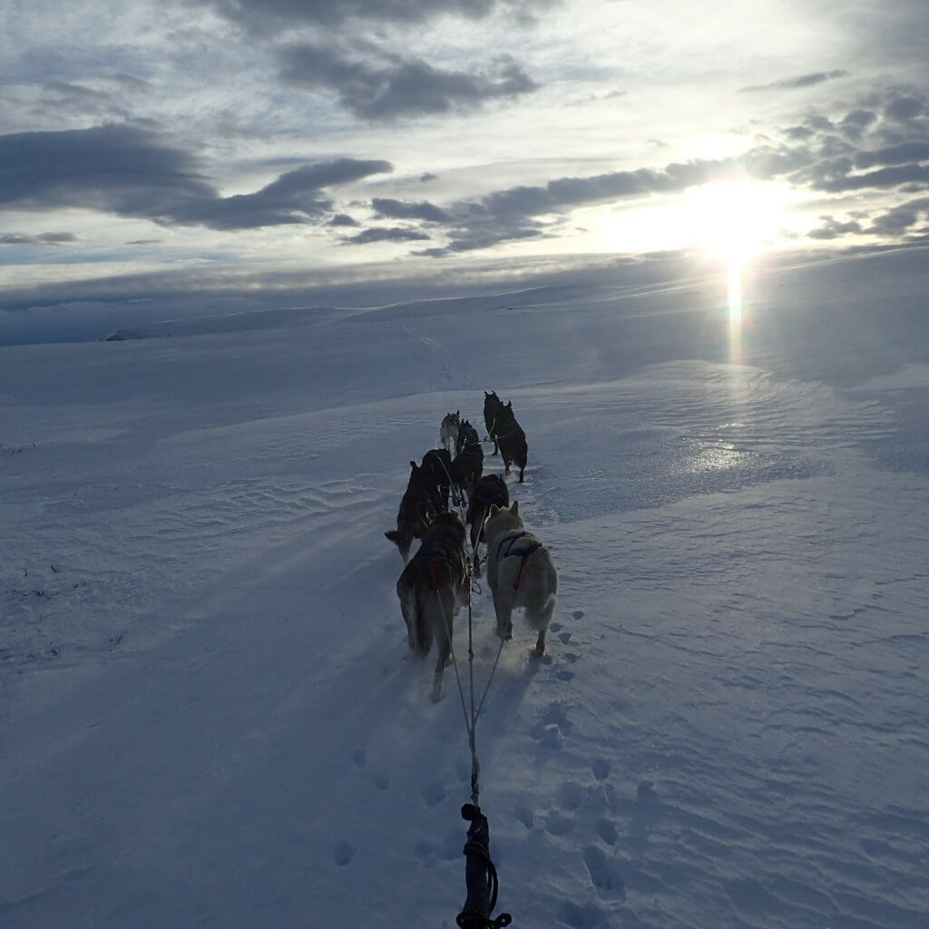 Escapade Norvégienne, séjour chiens de traineaux